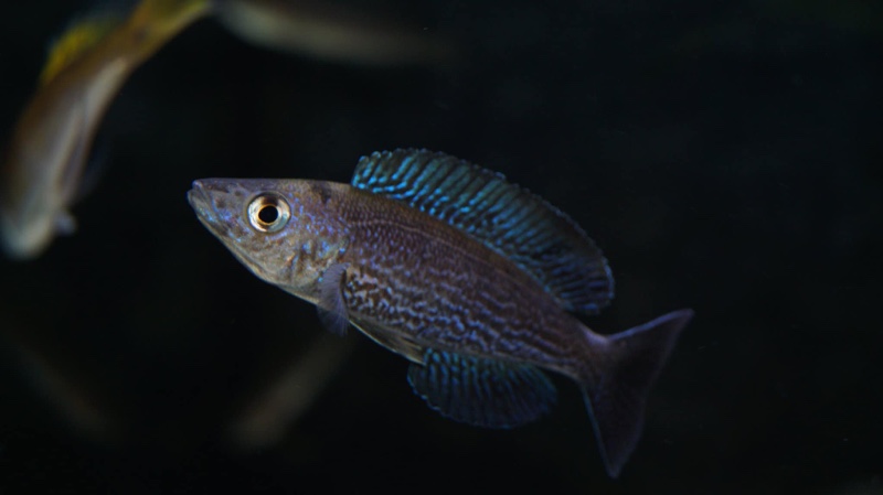 Cyprichromis microlepidotus 'Kiriza'